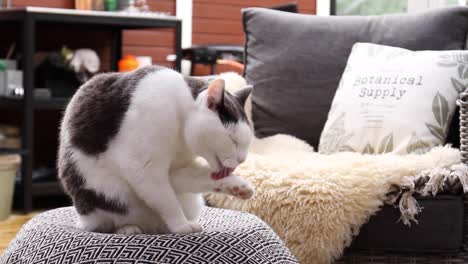 white and black cat licking and cleaning it self