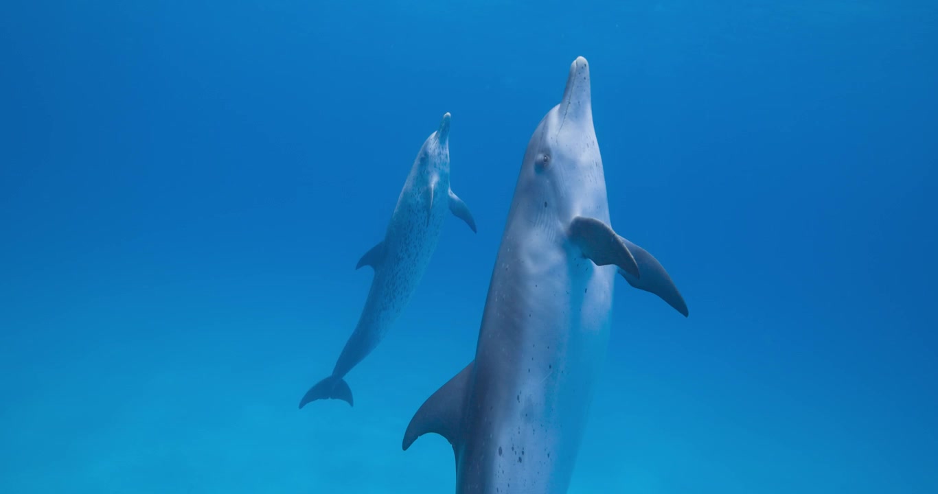 Delfini maculati selvatici dell'Atlantico nuotano con grazia attraverso un'ampia vista subacquea blu nelle Bahamas
