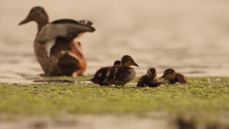 Close-view-of-baby-ducks-next-to-mother-in-shallow-water,-golden-hour