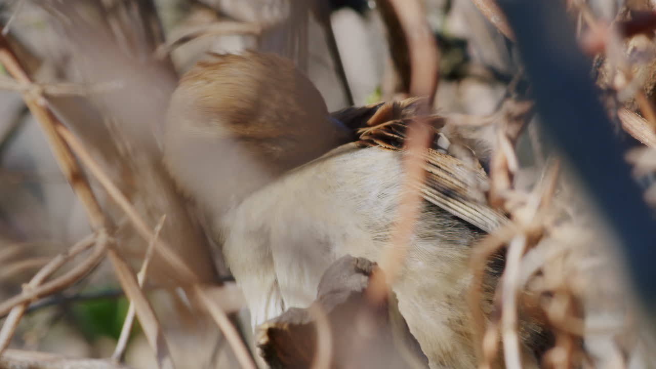 Female house sparrow grooming her plumage, perched on branch in morning light, bird cleaning her feathers, sitting on twig