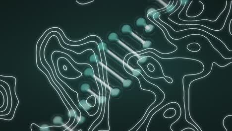Animation-of-white-contour-lines-moving-over-rotating-digital-dna-strand,-on-dark-green