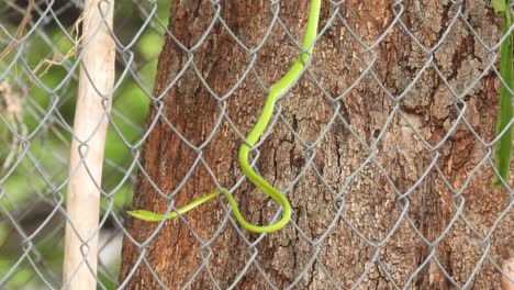 green whip snake in tree - long - tail