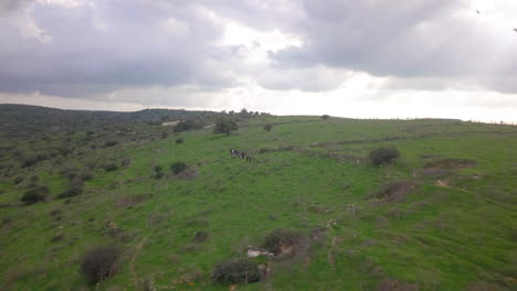 aerial of green fields in israel desert - holy land 05