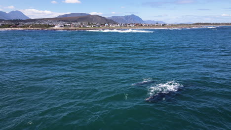 right whales close to hermanus coastline, brindled calf, drone shot