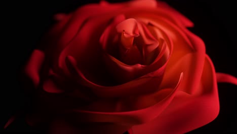 primer plano de una rosa roja