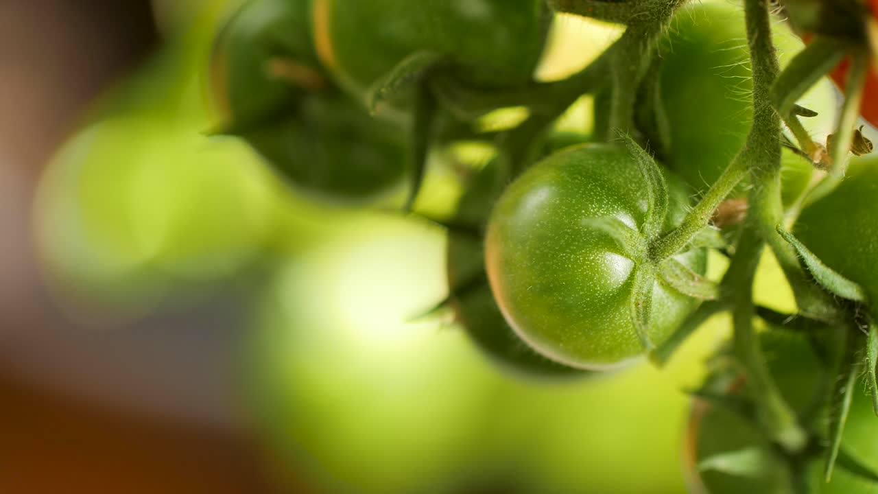 panorámica lenta sobre tomates cherry verdes e inmaduros cuelgan de un arbusto de tomate y se mueven suavemente con el viento