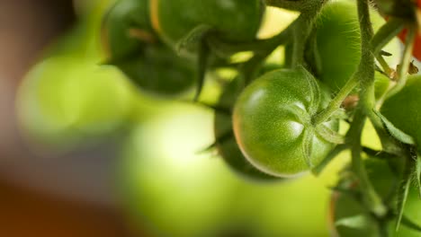 Slow-pan-over-green,-unripe-cherry-tomatoes-hang-on-a-tomato-bush-and-gently-move-in-the-wind