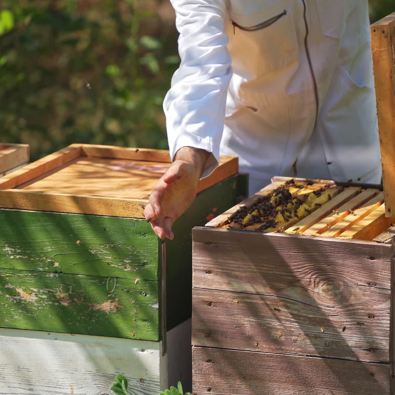 Beekeepers works with bees in apiary