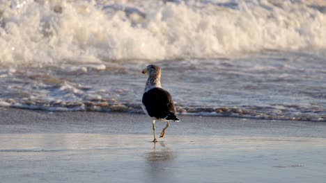 a great black-backed gull wades along a sunlit beach, interacting with ocean waves. captured in natural lighting with dynamic movement