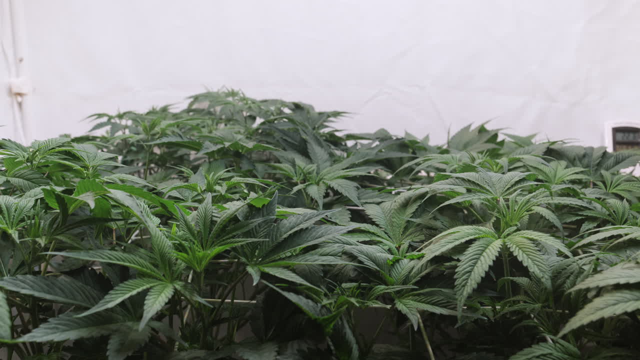 재배 텐트에서 자라는 대마초 식물의  ⁇