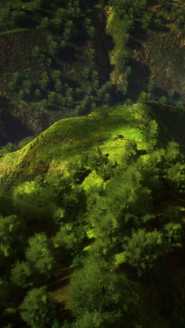 aerial view of a lush green valley in a forest