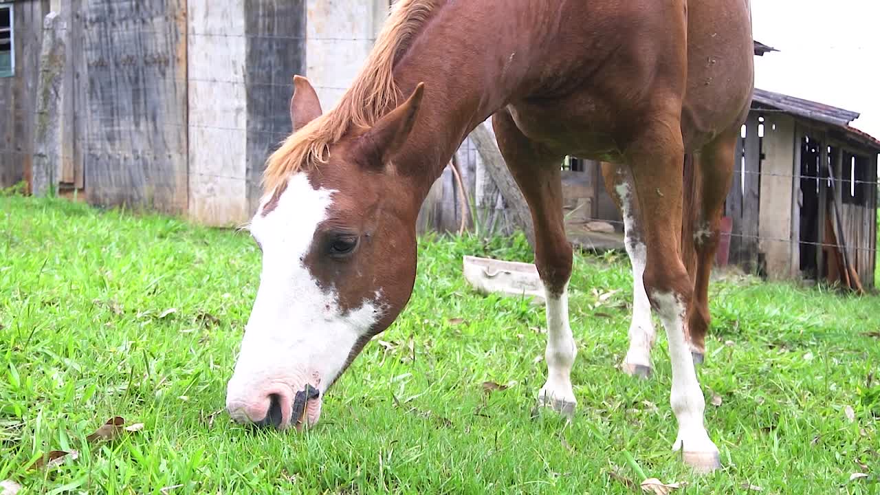 un caballo en campo abierto comiendo hierba durante el verano en brasil