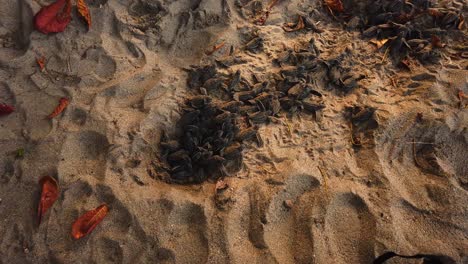 leatherback hatchlings about to start life in the ocean and try to avoid being eaten