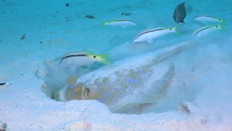 blue spotted ribbontail ray digging hole in sand close up view