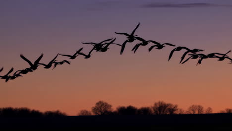 flock of geese flying at sunset