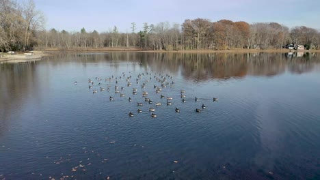 drone flying clockwise around flock of geese floating on a lake in the fall