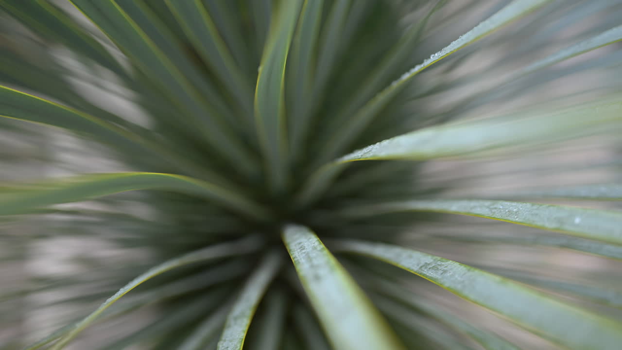 Abstract motion blur effect created by green plant leaves radiating from the center