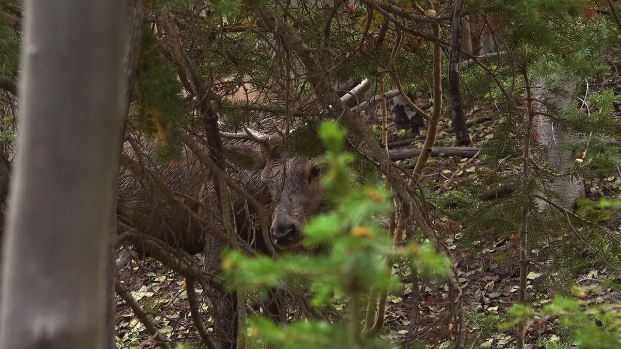 A Large Bull Elk Peaks Through Branches in the Forest