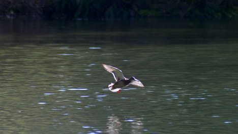 Eine-Fliegende-Stockente-Macht-Im-Sommer-Einen-Spritzer-Und-Landet-Im-Wasser-Eines-Teiches