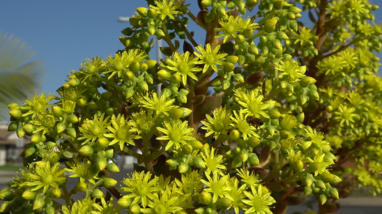 African Honey bee pollinating yellow succulents on a sunny day