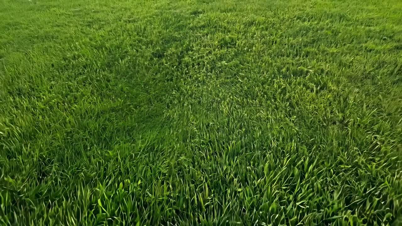 Veduta video dall'alto di erba verde lussureggiante, che mostra una texture naturale.