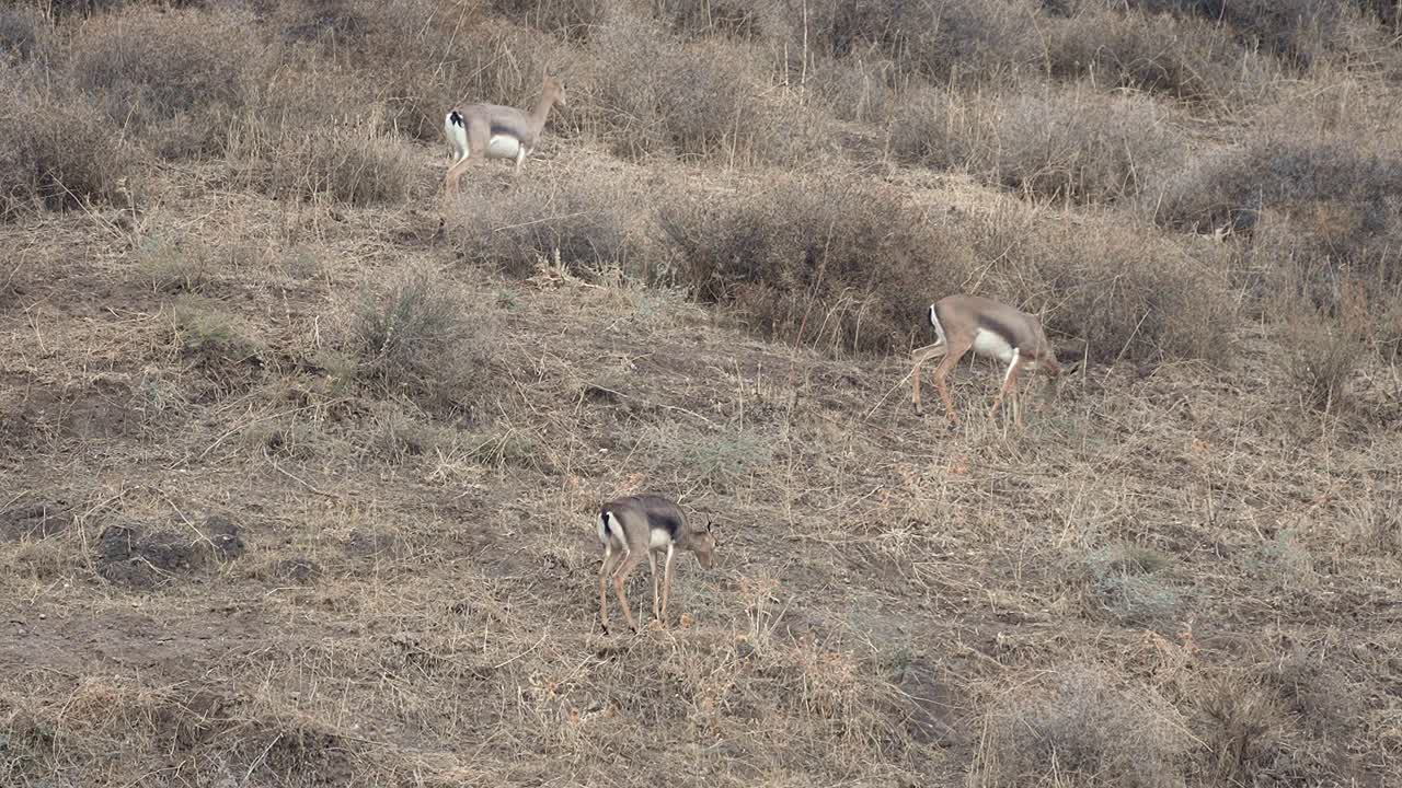 Herd of Mountain Gazelles grazing (Gazella gazella), also called the True gazelle or the Palestine mountain gazelle,