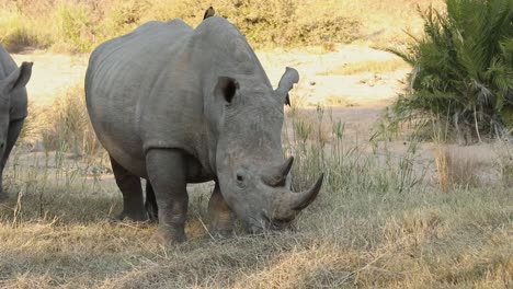 Close-up-shot-of-a-crash-of-rhinos-grazing-on-the-luscious-grasslands-of-Africa