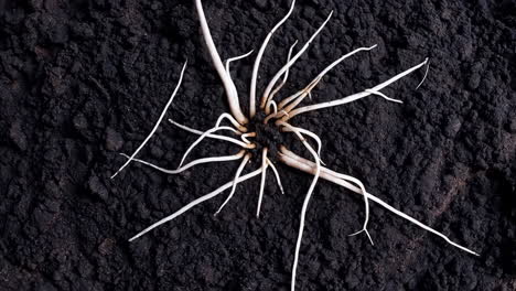 spiral plant roots in dark soil