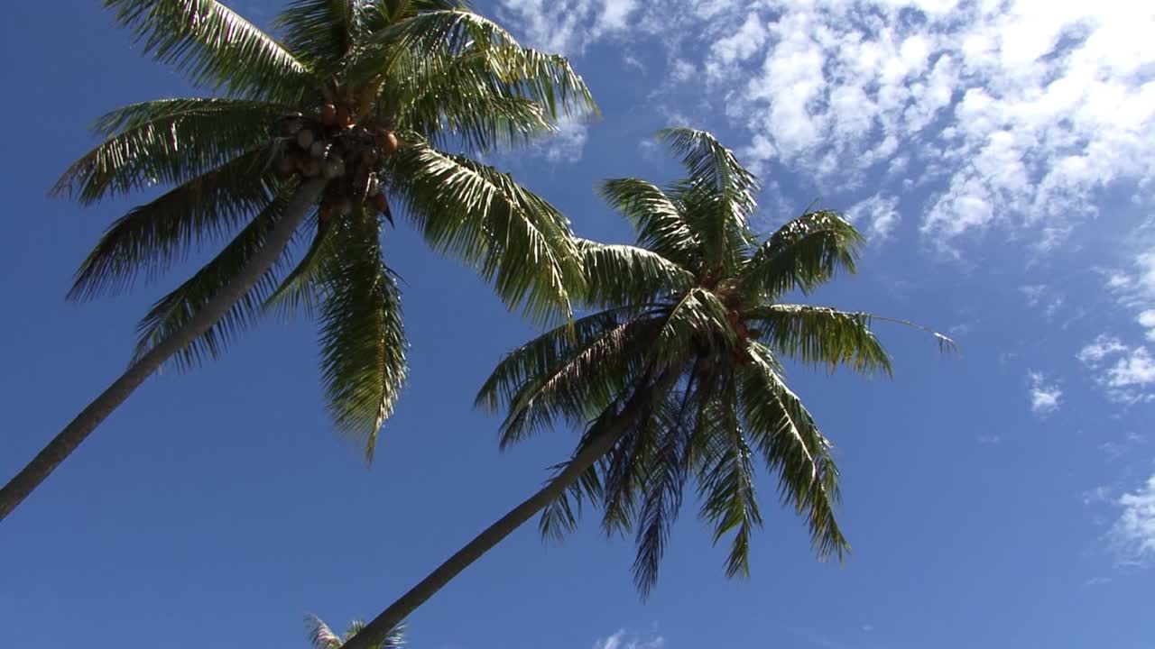 Leaning palm trees in Bora Bora, French Polynesia