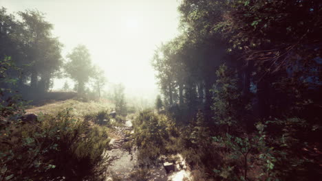 Bosque-En-La-Niebla-De-La-Mañana-De-Otoño