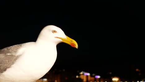 closeup of a seagull waiting for food at night with city lights on the background