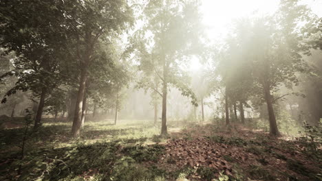 a misty forest scene with sunlight streaming through the trees