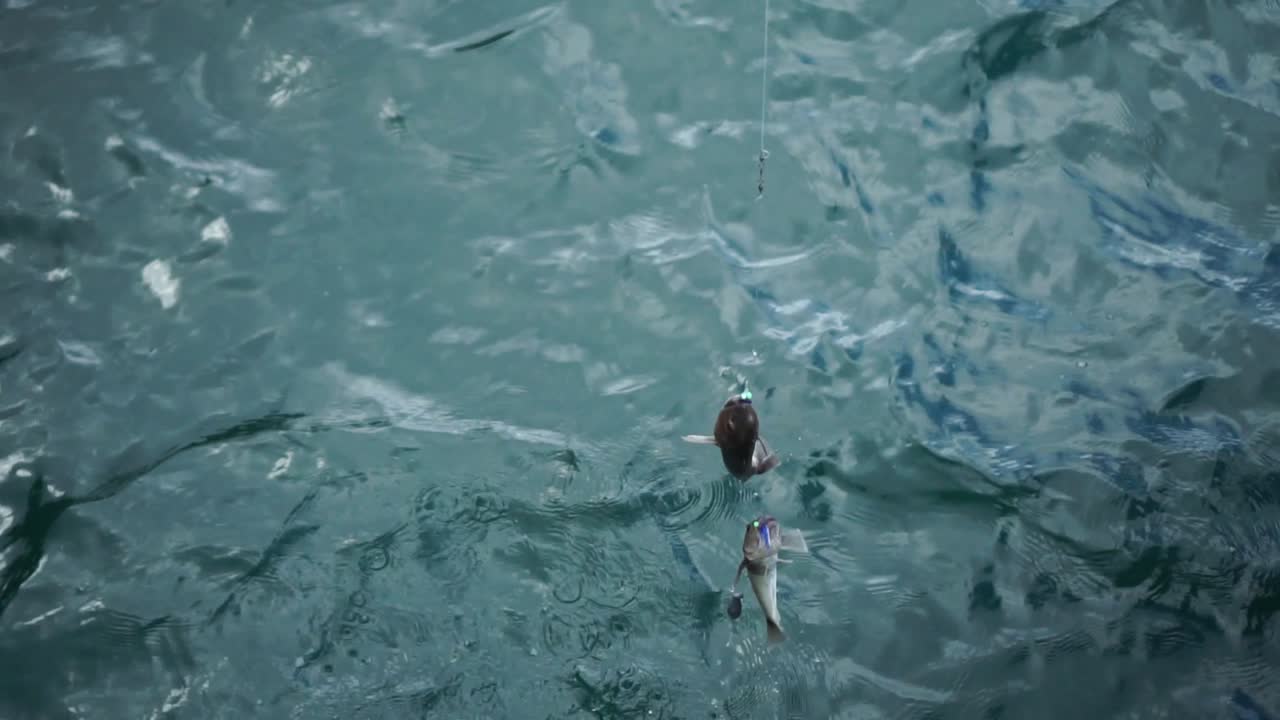 slowmo - 뉴질랜드의 바다에서 두 마리의 물고기가 끌려나오고 있습니다.