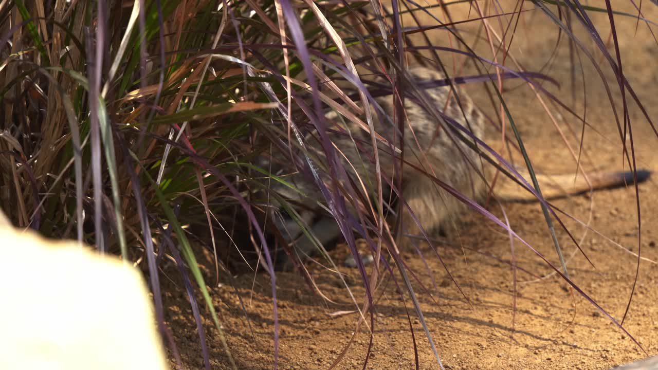 крупный план маленького суриката, suricata suricatta в дикой природе, постоянно на большой скорости роющего передними лапами отверстия для болтов в земле, добывая беспозвоночных в дневное время суток