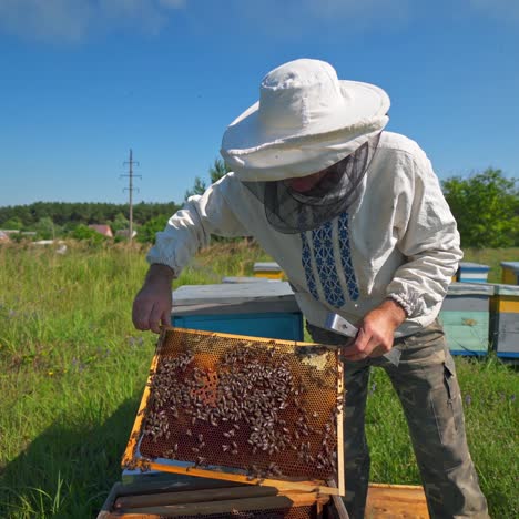 apiculture in summer. beekeeper looks after bees on apiary. beehives with frames on green grass in rural place. beekeeping process.