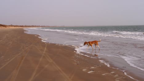 lapso de tiempo de perro en la playa