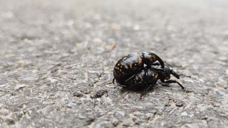 Funny-close-up-shot-of-two-beetles-mating-and-walking-on-the-street