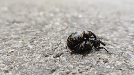 funny close-up shot of two beetles mating and walking on the street