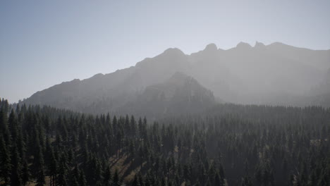 misty mountain forest