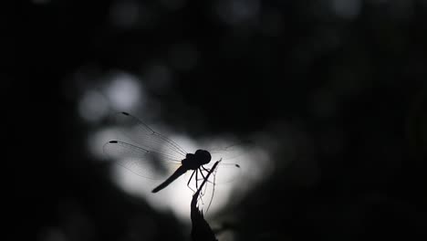 silueta de majestuosa libélula en la rama de un árbol, vista cercana