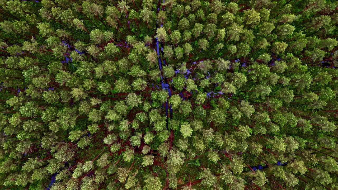 Flooded coniferous forest canopy with blue water reflecting beneath trees from above