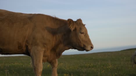 Brown-and-White-Cow-Walks-Away-To-Their-Friends-With-The-Baltic-Sea-in-Background,-South-Sweden-Skåne-Kåseberga-Österlen,-Handheld