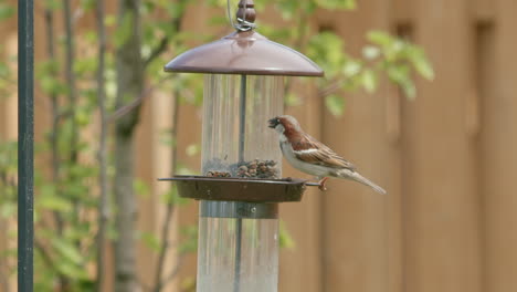 Closeup-of-Sparrow-Eating-at-Bird-Feeder-in-Slow-Motion