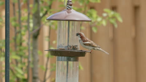 closeup of sparrow eating at bird feeder in slow motion