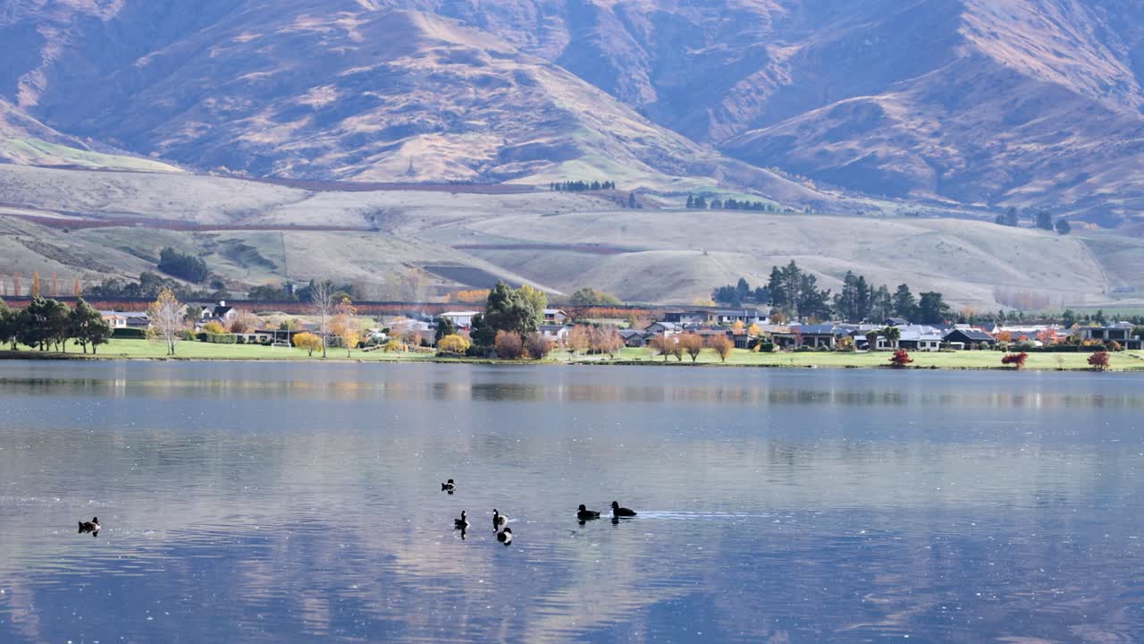 Aythya novaeseelandiae ducks swim and dive on Lake Dunstan, surrounded by Central Otago's scenic landscape under clear skies