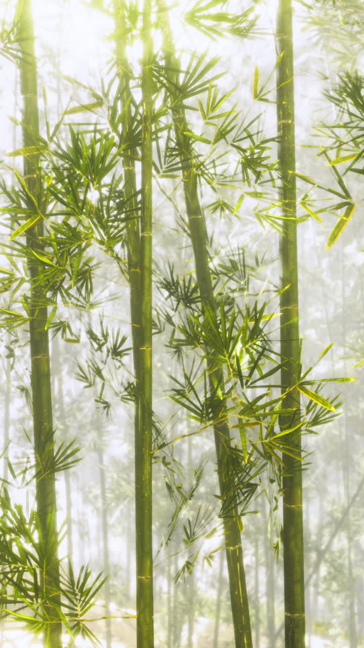 Lussureggiante foresta di bambù verde con la luce del sole che filtra tra gli alberi
