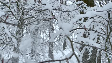 Ramas-De-árboles-Heladas-En-El-Bosque-Durante-El-Invierno-En-Alemania---Primer-Plano,-Tiro-De-ángulo-Bajo