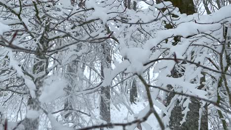 Frosty-Tree-Branches-In-The-Forest-During-Winter-In-Germany---close-up,-low-angle-shot