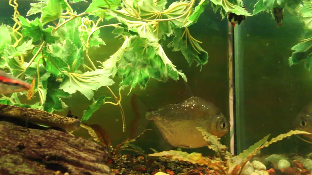 수족관에서 헤엄치는 물고기들