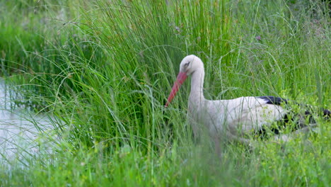 white swan resting in tall marsh grass near a calm wetland area on a cloudy day.